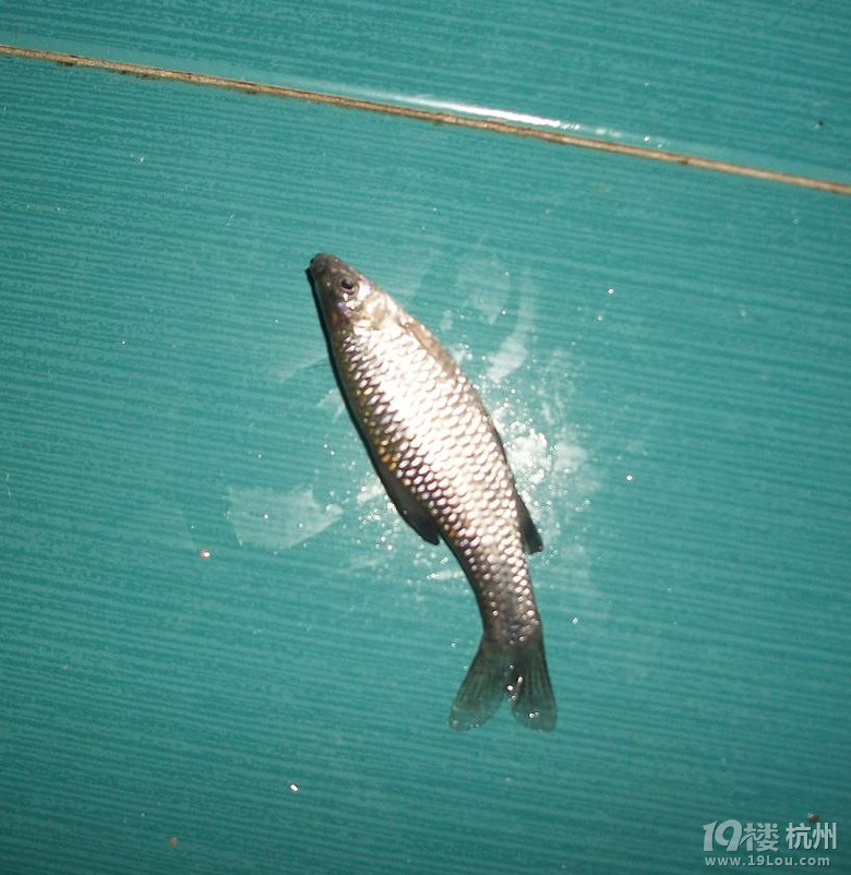 这是什么鱼超小的跟小的餐条一样大