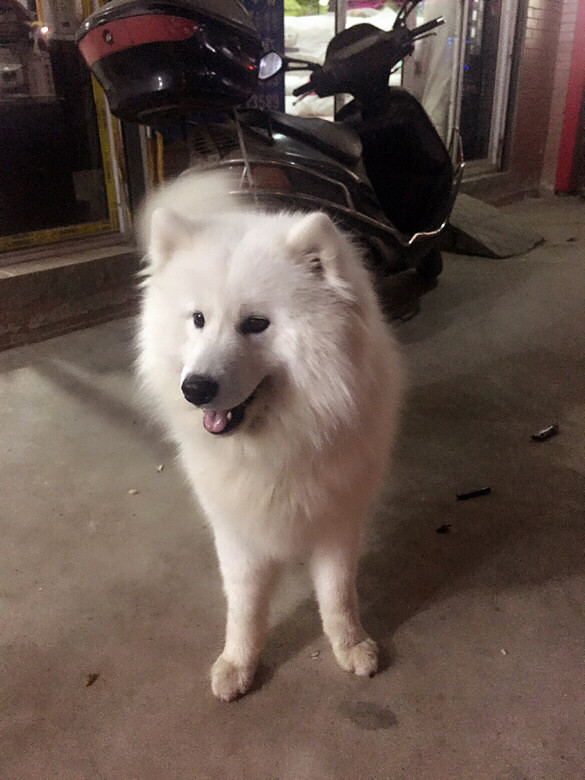 领养狗狗绝对真实可信地址嘉兴市王江