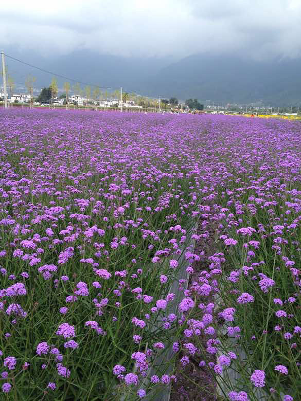 一花一世界,一岁一枯荣