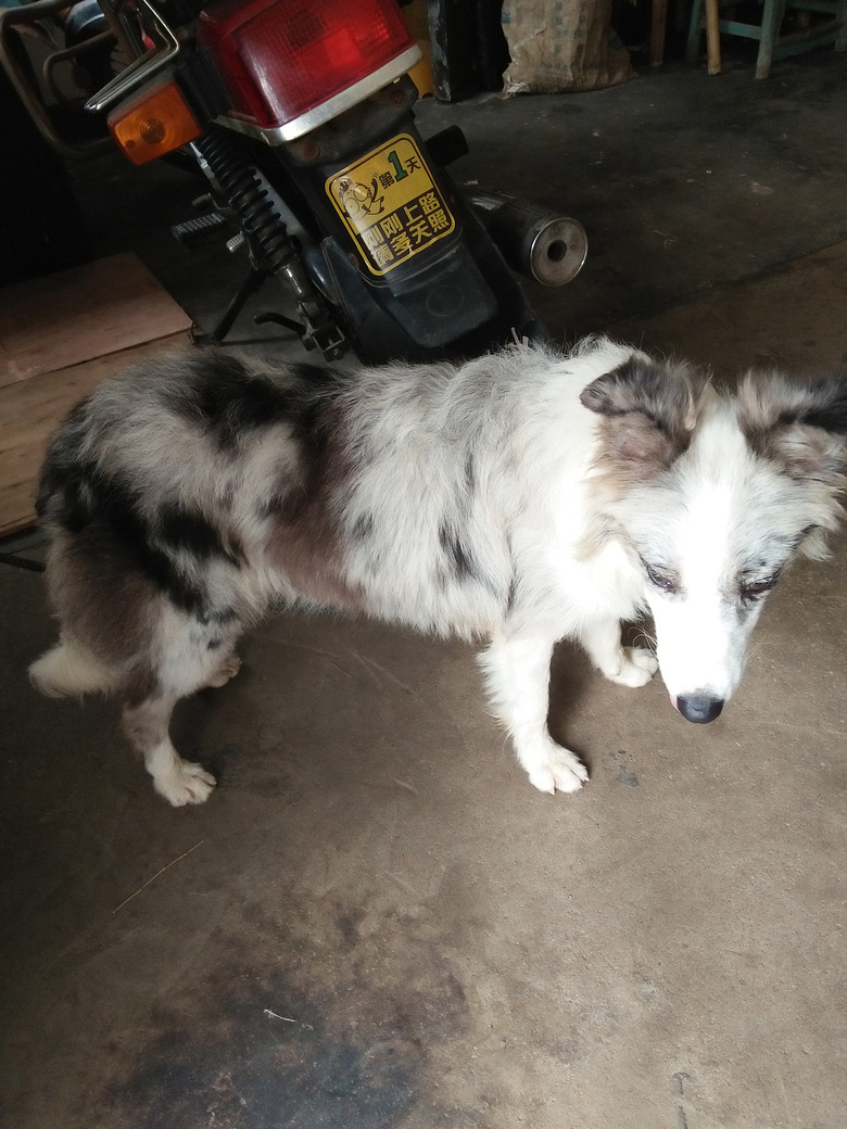 農村家養隕石邊境牧羊犬