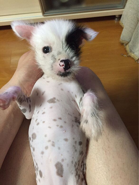 出售冠毛犬无毛mm一条 狗狗也是我在19