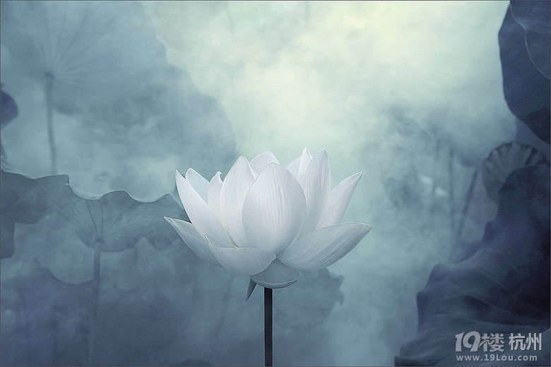 外国摄影师荷花