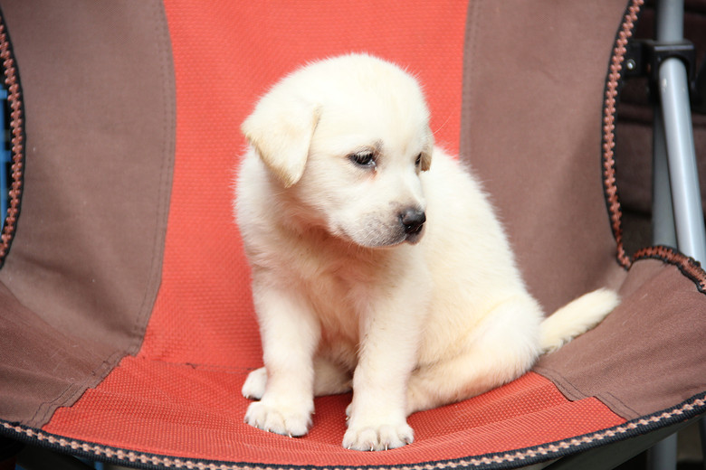 62天的奶白色拉布拉多