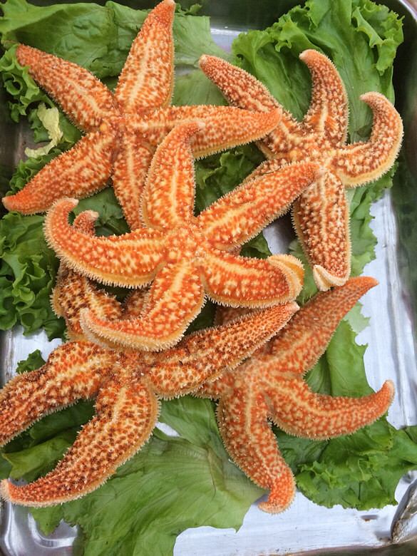 【美食随拍】 烤海星