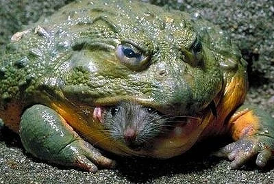 武技是杀人技,不是花拳绣腿!台下练武舍不