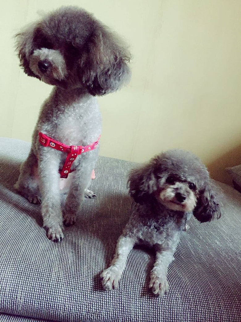 coco小灰贵今天找帅哥老公去了,年前想要灰贵