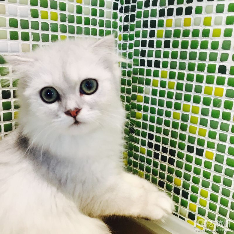 【推荐】心有所宠 PETIO全系列零食促销活动