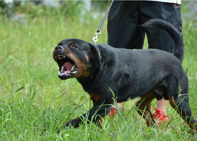 羅納威_羅納威犬