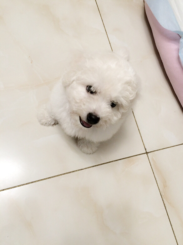 四个月大的比熊公宝宝一只,眼窝黑,嘴圈黑,脚掌黑,毛白品相好,4