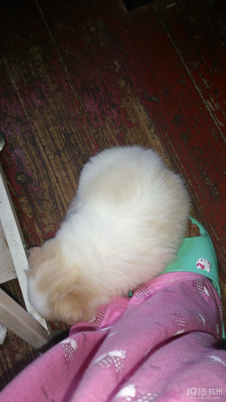 300出一只博美京巴串串