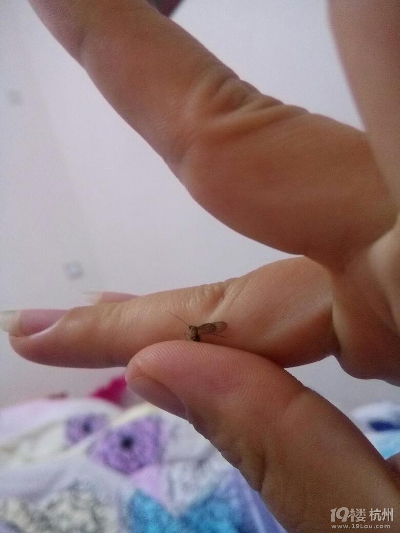 空手捏蚊子,完美!