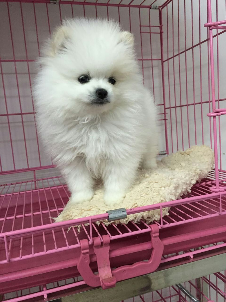 生了一窝博美 现在已经2个月 只要500块钱 博美狗狗