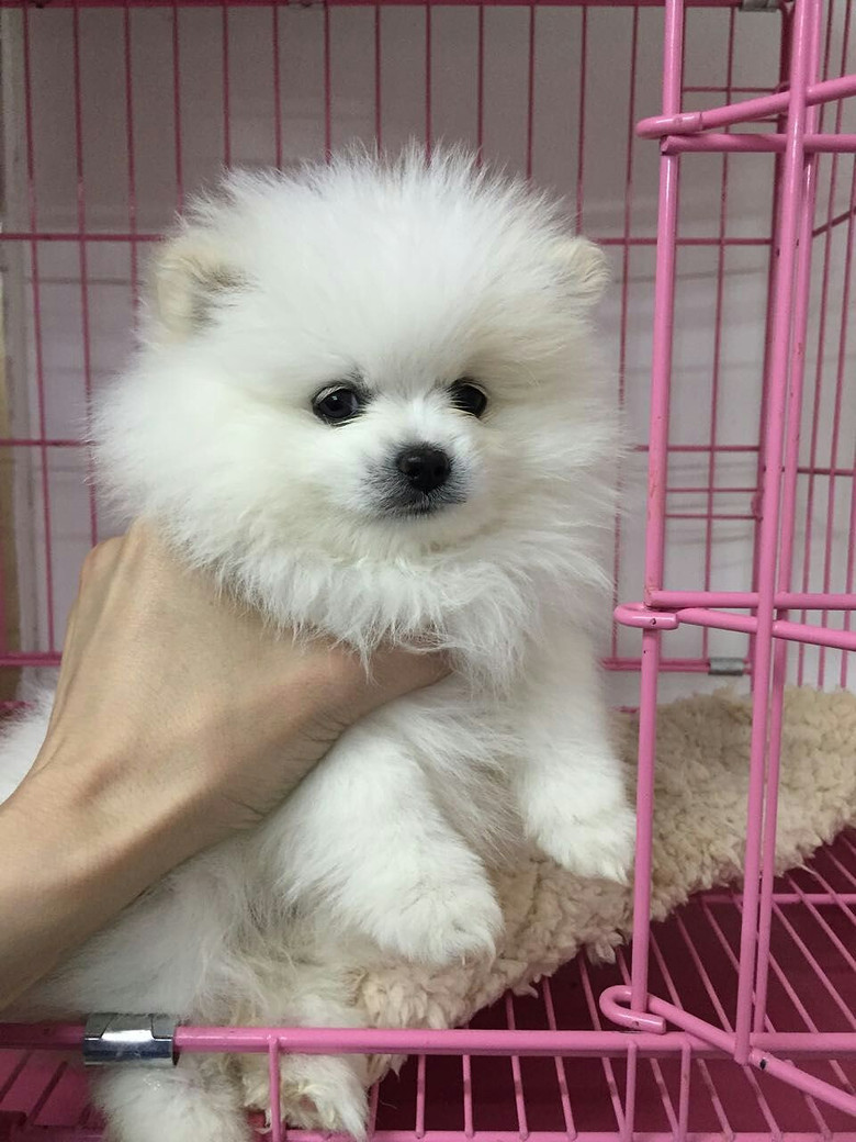 生了一窝博美 现在已经2个月 只要500块钱 博美狗狗