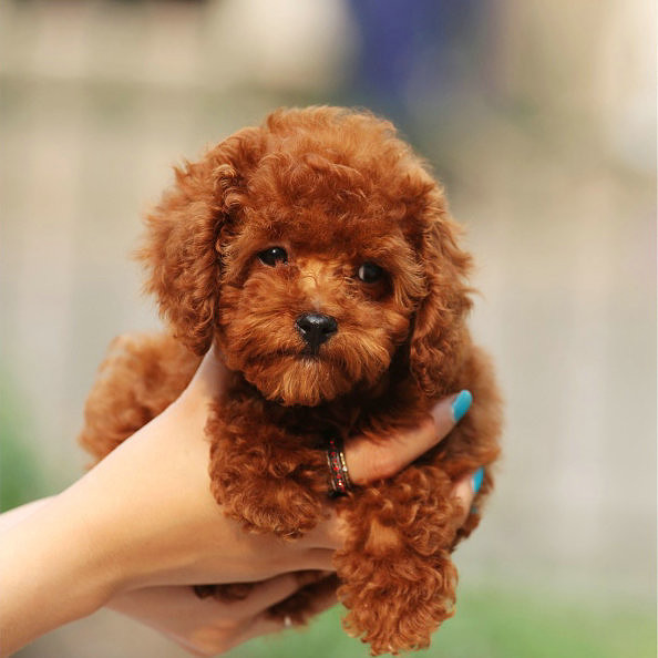 非常可爱漂亮的纯种泰迪幼犬