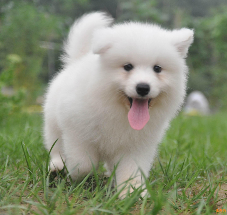 大狗生的一窝萨摩耶宝宝