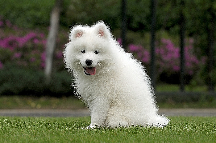 大狗生的一窝萨摩耶宝宝