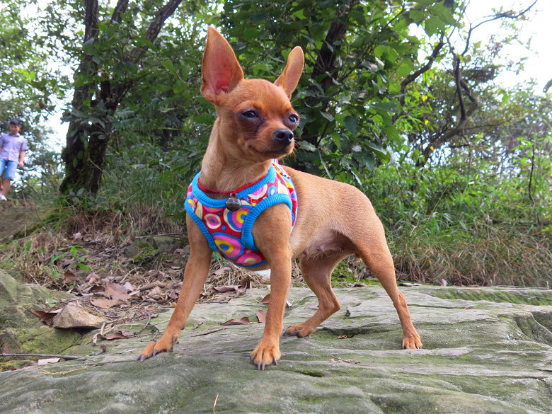 转让家养小鹿-宠物送养区-杭州19楼