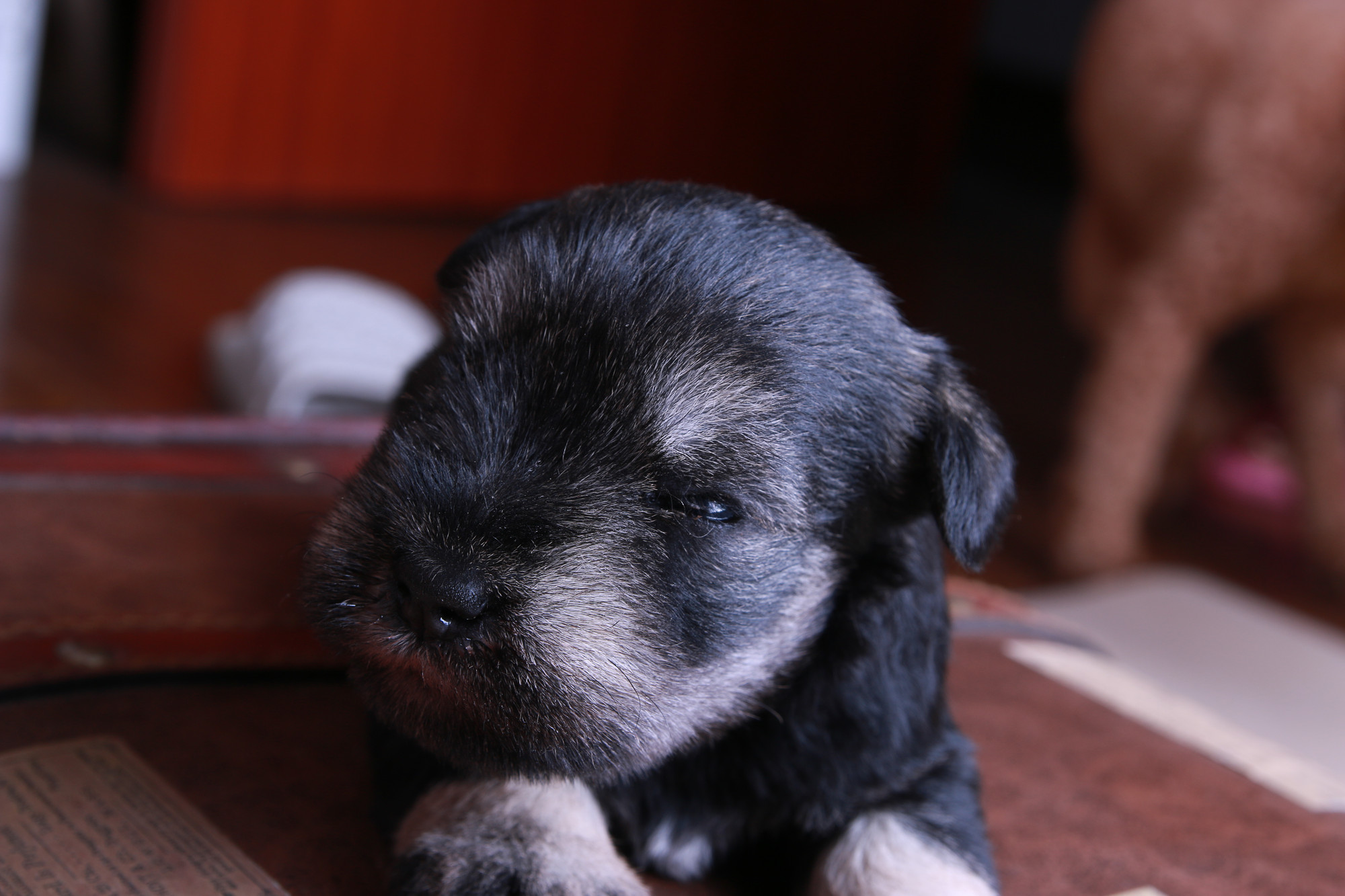 迷你小体雪纳瑞