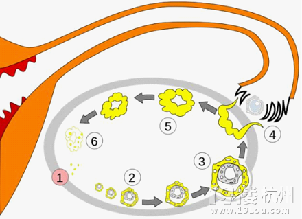 卵泡多大排出 女性生理知识-想要宝宝-杭州19楼