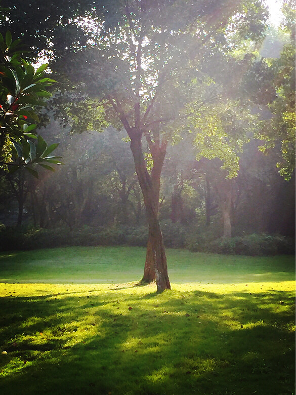 微风轻轻的吹过,空气中的雾气如梦似幻