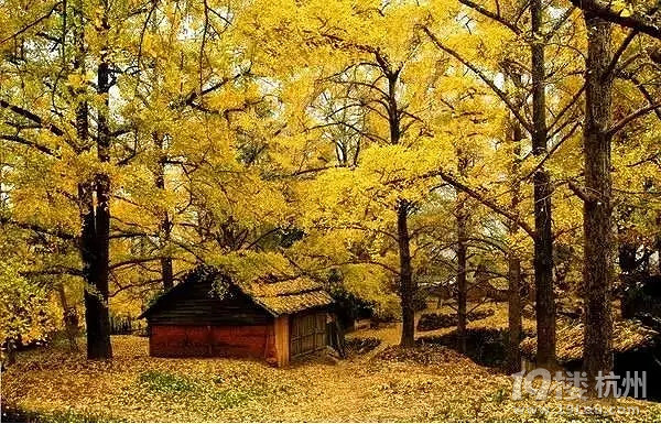 全国各地最美秋景，今年别再去错地方了！