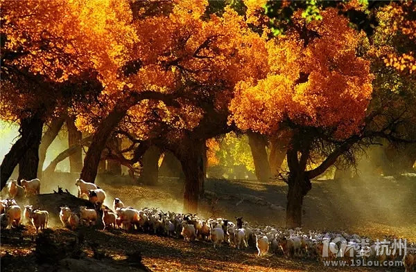 全国各地最美秋景，今年别再去错地方了！