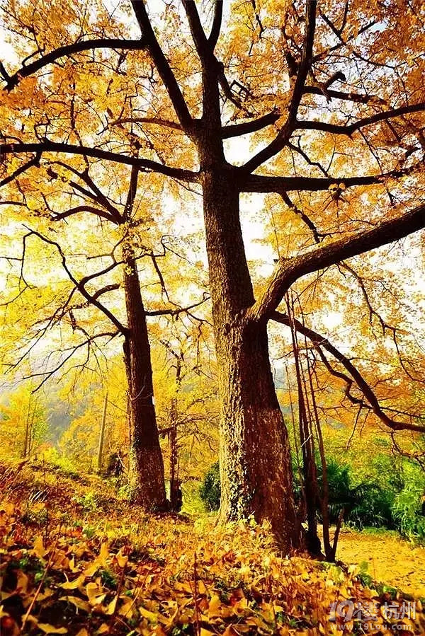 全国各地最美秋景，今年别再去错地方了！