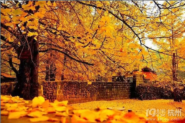 全国各地最美秋景，今年别再去错地方了！