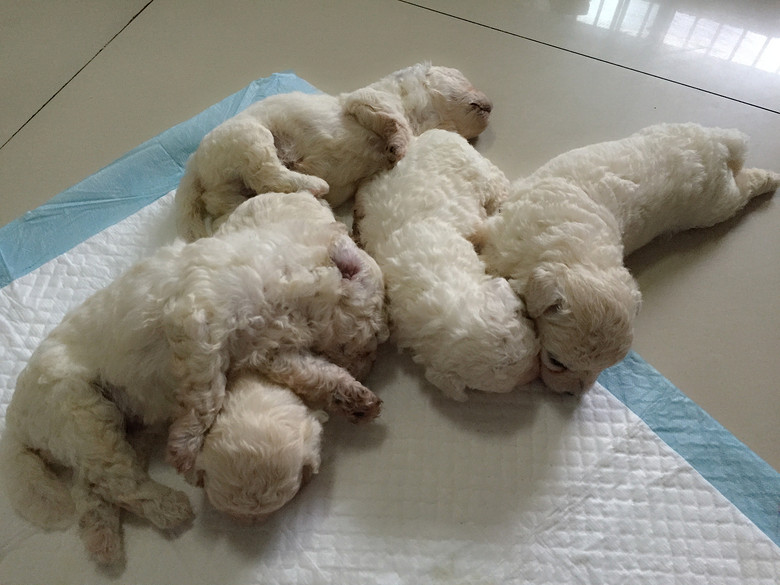 出售50天家养比熊小崽