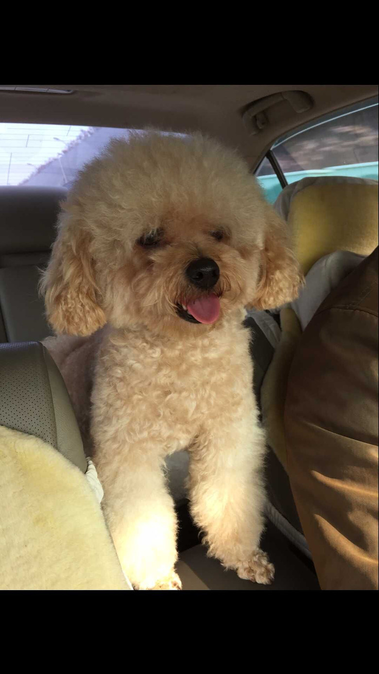 急寻香槟色贵宾犬