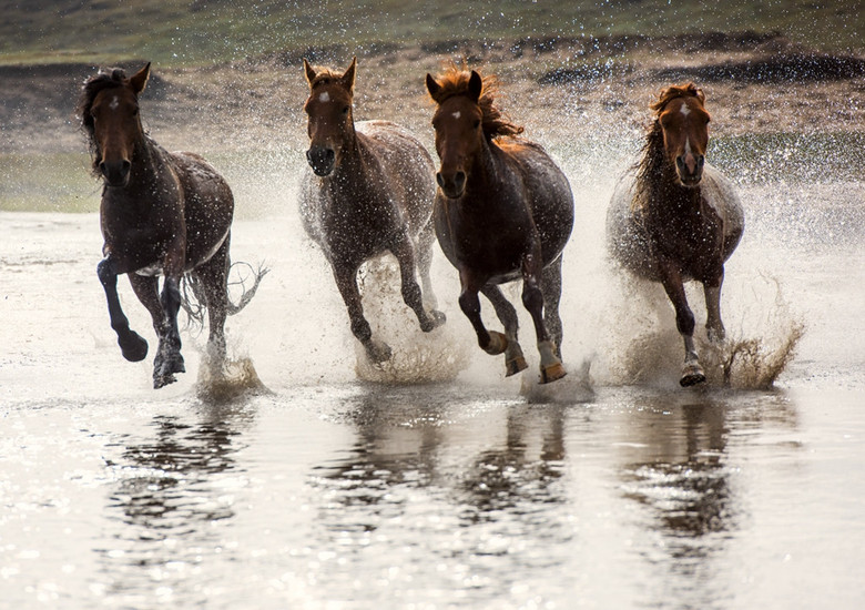 坝上行之四:驷马难追