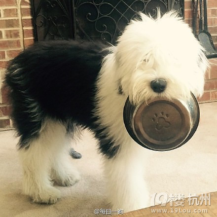 这只古牧叫rosie-宠物新闻-宠物讨论区-杭州19楼