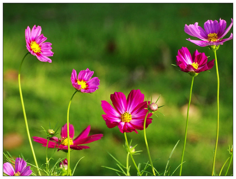 多姿多彩的秋英花-风景照-19摄区-杭州19楼