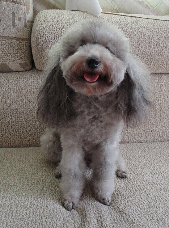 出售一只成年公灰贵,胎毛剪了,现在毛长