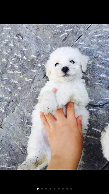 朋友家比熊宝宝生了3男2女5个小宝宝,喜