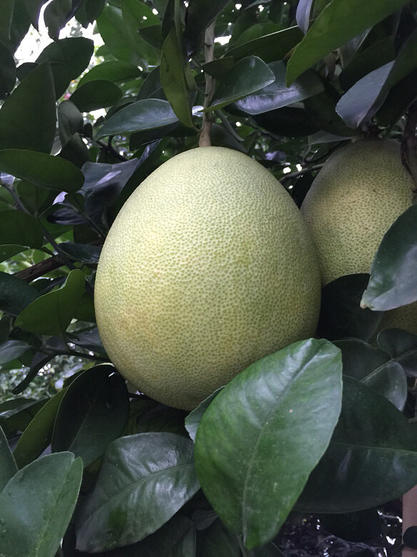 这是柚子文旦香泡