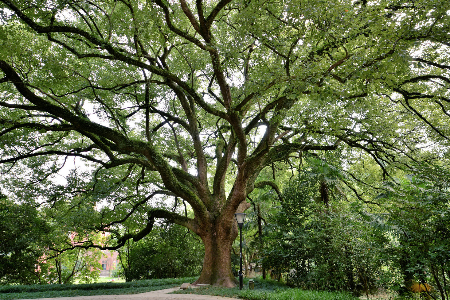 浙大之江绿如蓝(2)——参天大树