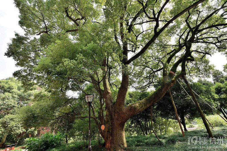 浙大之江绿如蓝(2)——参天大树