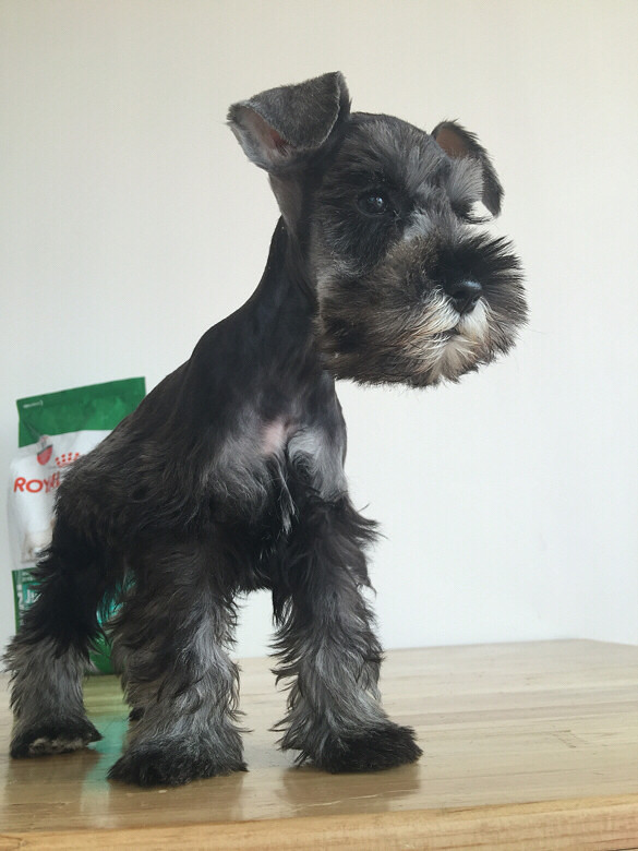 毛量超棒深椒盐色雪纳瑞dd最后一只喽