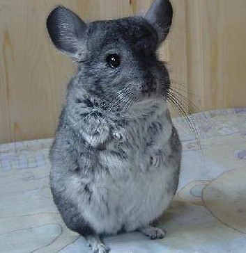 【龙猫】出售可爱的小灰标1只.