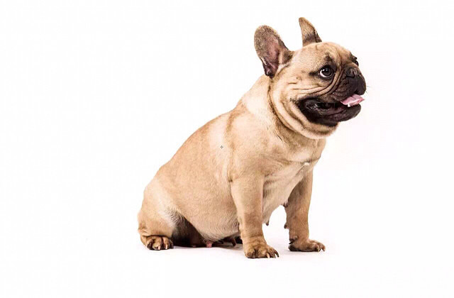 4个月驼色法牛弟弟找新家,爸爸八国登陆