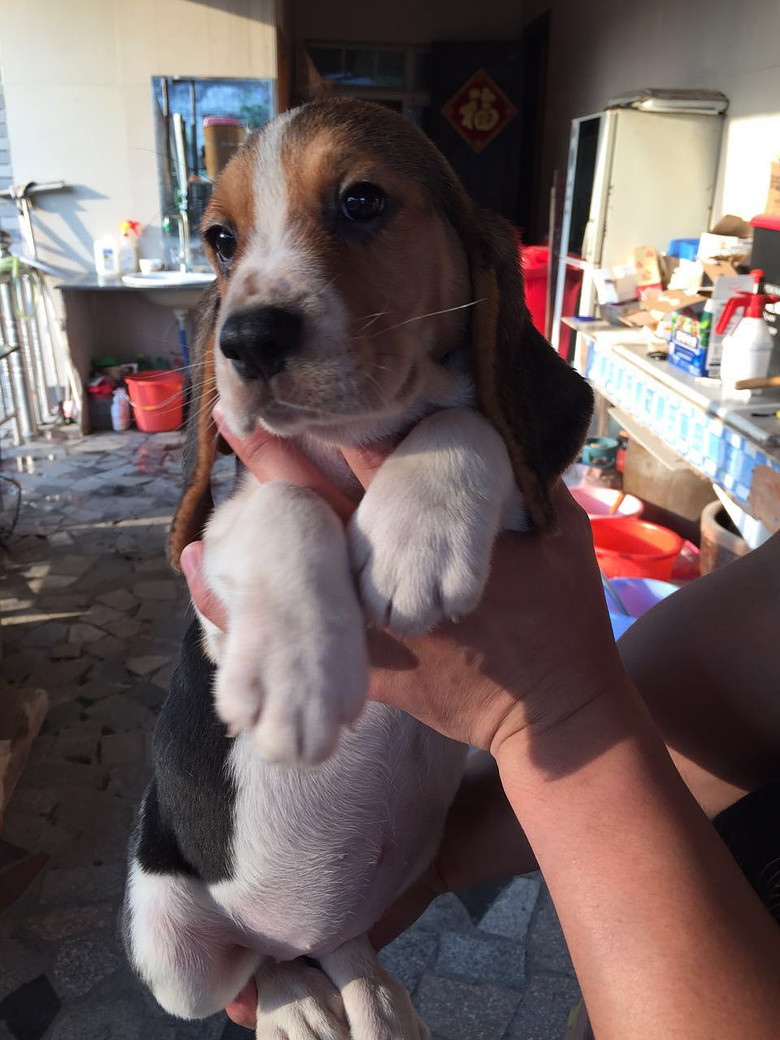 杭州转塘地区高品质比格犬幼崽一窝-我要出售-宠物送养区-杭州19楼