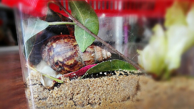 一早上多先生起来给蜗牛搭窝看来舒适了是