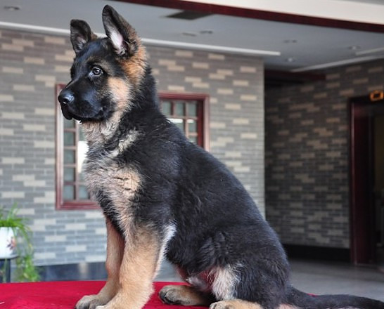 优质锤系德国牧羊犬出售 大头黑脸方嘴 品相极佳