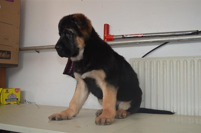 优质锤系德国牧羊犬出售 大头黑脸方嘴 品相极佳