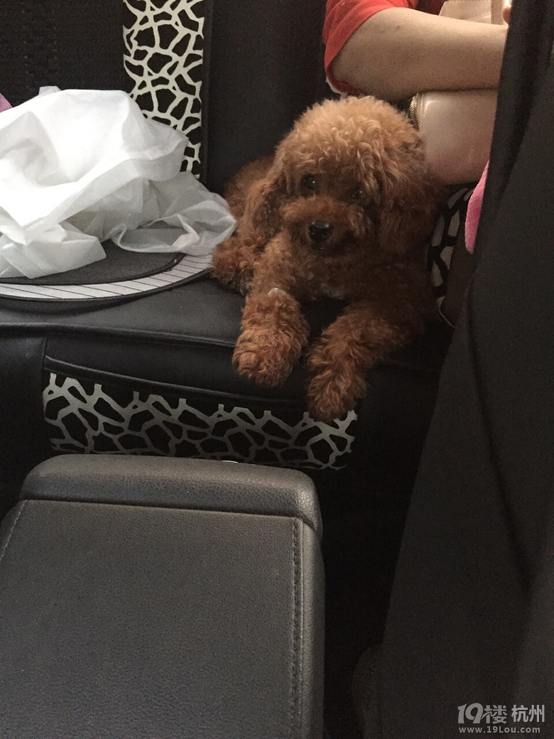 【急】5岁公贵宾得了胰腺炎,急性肾衰竭。有狗