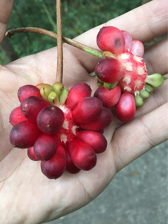 奇葩美食我们这叫秤砣这个我们这叫