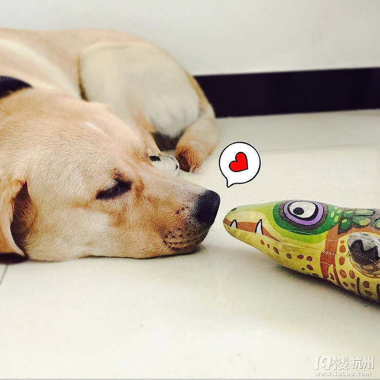 【最逗萌宠】我是表情帝