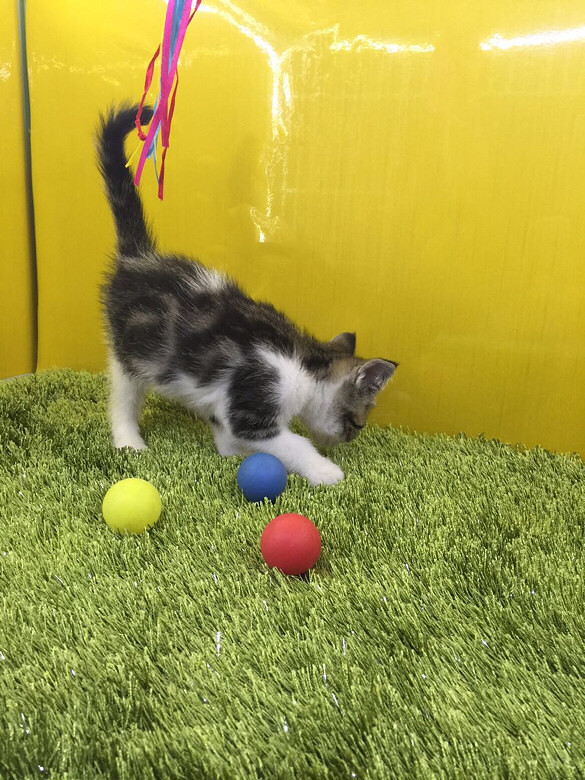 棕虎斑起司猫 啦啦啦