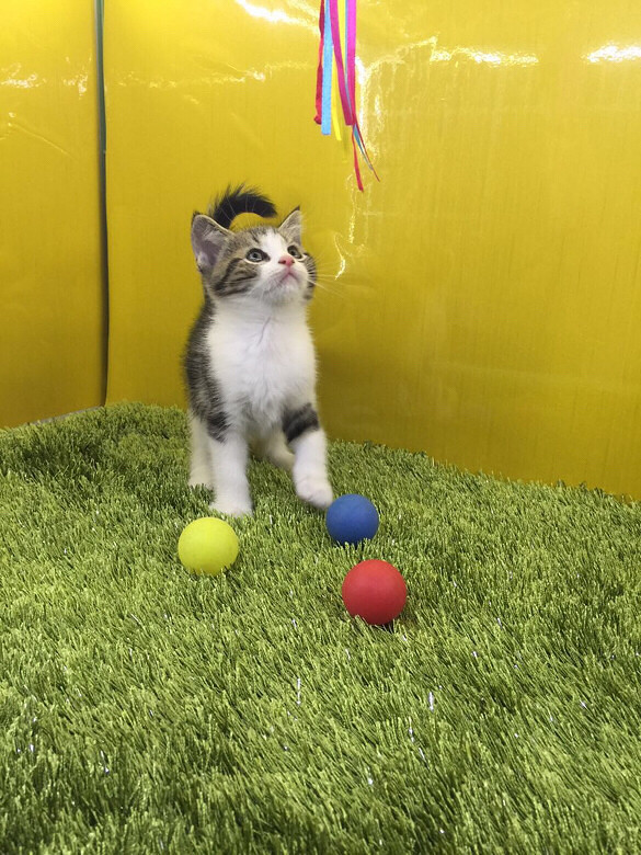 棕虎斑起司猫 啦啦啦